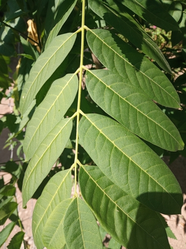 West Indies Cedrela