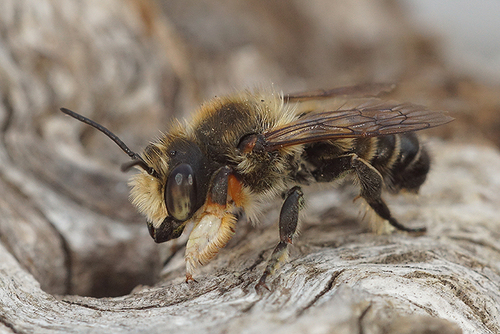 Megachile maritima (Kirby, 1802)