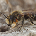 Coast Leafcutter Bee - Photo (c) Henk Wallays, all rights reserved