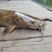 Flathead Catfish - Photo (c) Aaron Chancey, all rights reserved, uploaded by Aaron Chancey