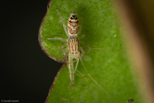 Rudakius Ludhianaensis · Inaturalist