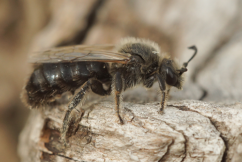 Systropha planidens