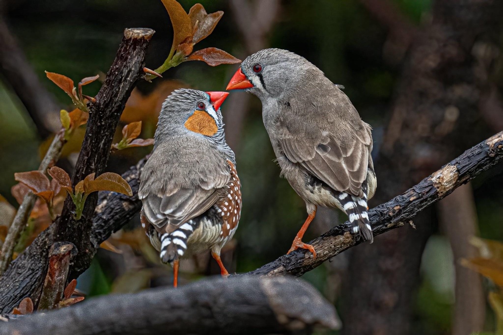 Zebra Finch photo
