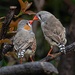 Zebra Finch - Photo (c) Catherine Madden, all rights reserved, uploaded by Catherine Madden