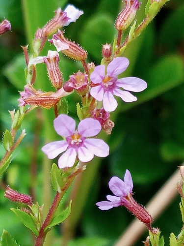 Cuphea carthagenensis image