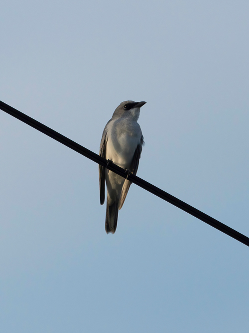 White-bellied Cuckooshrike from Bluewater QLD 4818, Australia on April ...