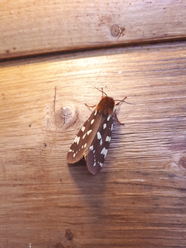 St. Lawrence Tiger Moth