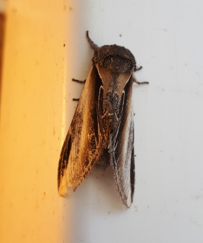 Black-rimmed Prominent