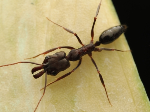 Odontomachus simillimus Smith, 1858