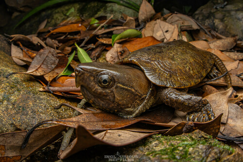 Photo by Artur Tomaszek