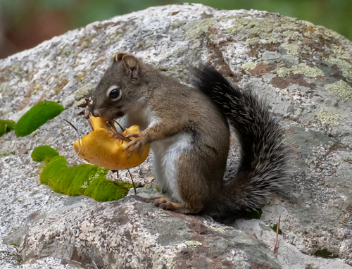 Fremont's Squirrel