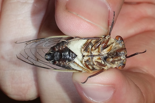 Citrus Cicada