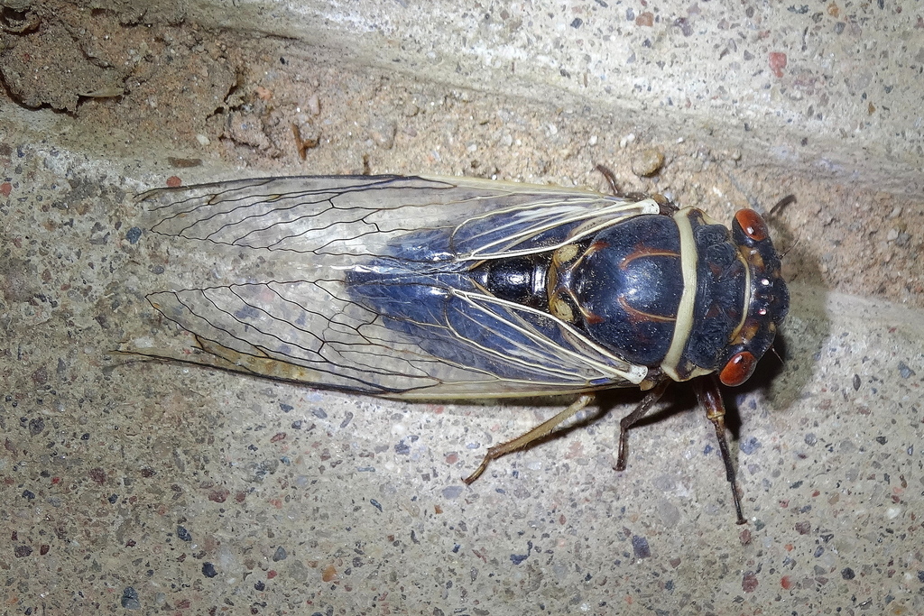 Apache cicada
