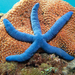 Estrella de Mar Azul - Photo (c) Bob Edgar, todos los derechos reservados, subido por Bob Edgar