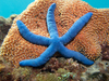 Estrella de Mar Azul - Photo (c) Bob Edgar, todos los derechos reservados, subido por Bob Edgar