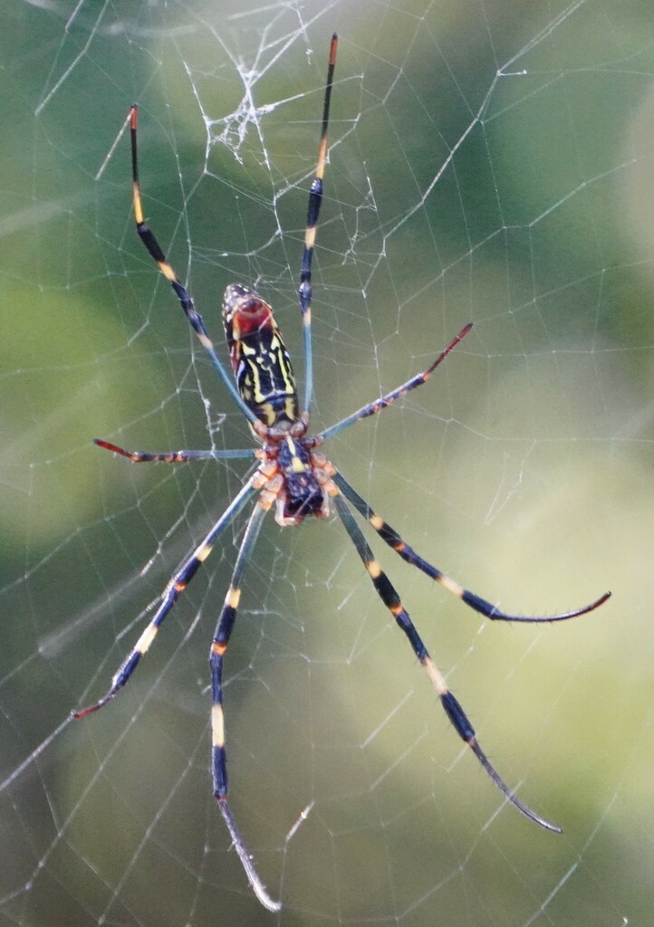 Joro Spider from Hatsushima, Atami, Shizuoka 413-0004, Japon on August ...