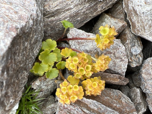 Chrysosplenium wrightii