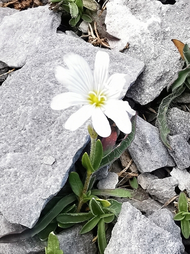 Cerastium banaticum