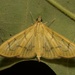 Alamo Moth - Photo (c) Kyran Leeker, all rights reserved, uploaded by Kyran Leeker