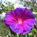 American Morning Glory - Photo (c) Leticia Jimenez Hernandez, all rights reserved, uploaded by Leticia Jimenez Hernandez