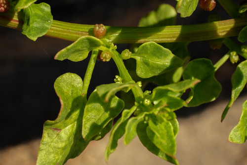 Patellifolia