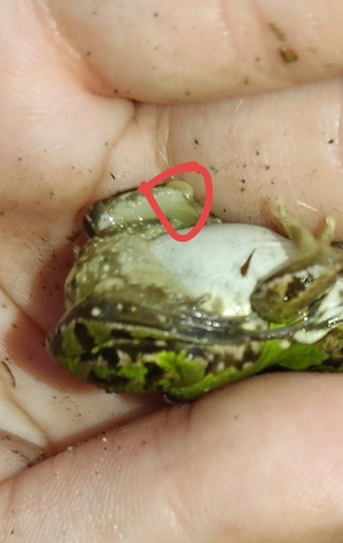 Pool Frog
