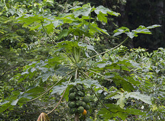 Image of Carica papaya