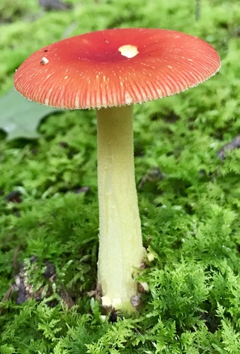 False Caesar's Mushroom