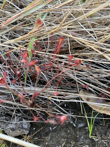 Drosera affinis
