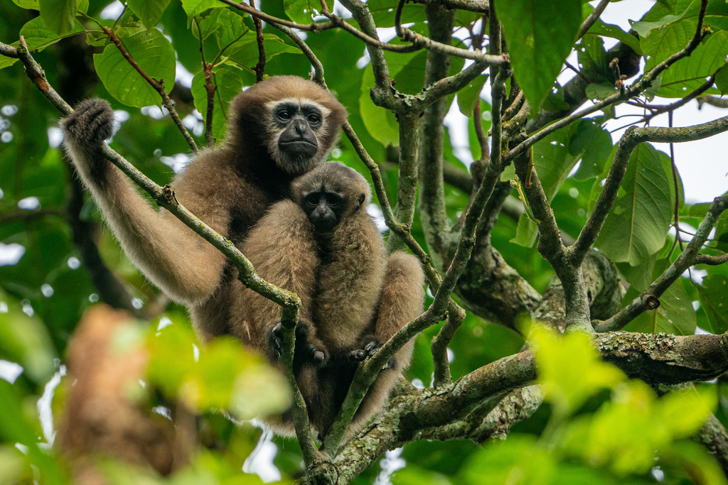 Western Hoolock Gibbon