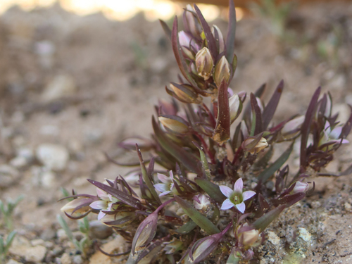 Cathedral Bluff dwarf gentian (Gentianella tortuosa)