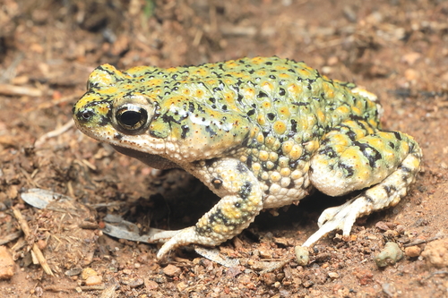 Chihuahuan Green Toad