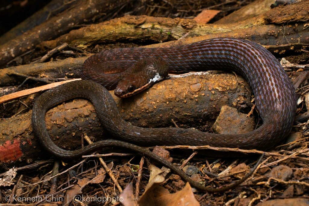 Zigzag-lined Water Snake from Gingoog, Misamis Oriental, Philippines on ...