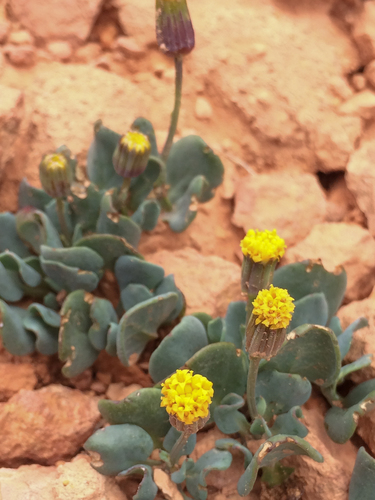 Podunk Ragwort (Packera malmstenii)