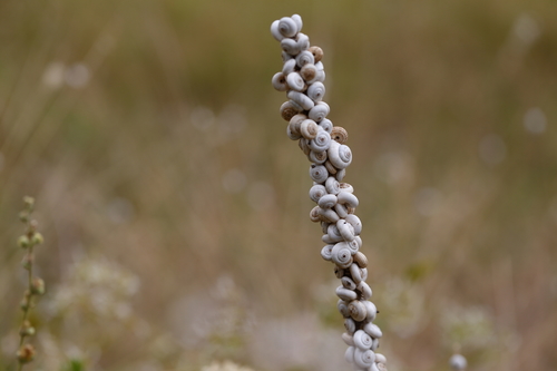 Xeropicta derbentina
