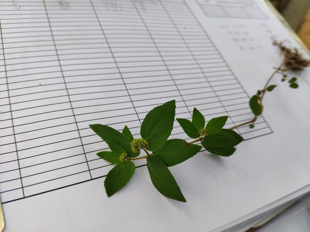 Florida Hammock Sandmat from Cumayasa (D. M.)., República Dominicana on