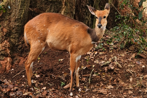 Southern Bushbuck