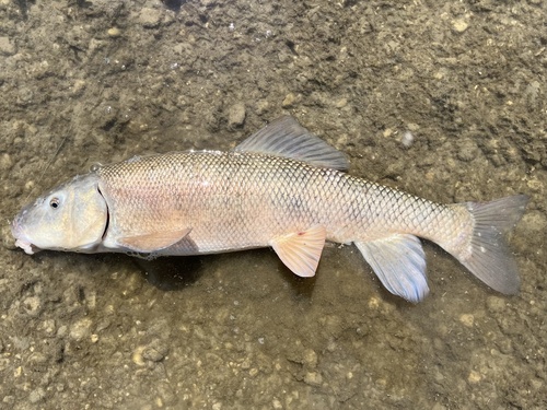 Catostomus ardens Jordan & Gilbert, 1881