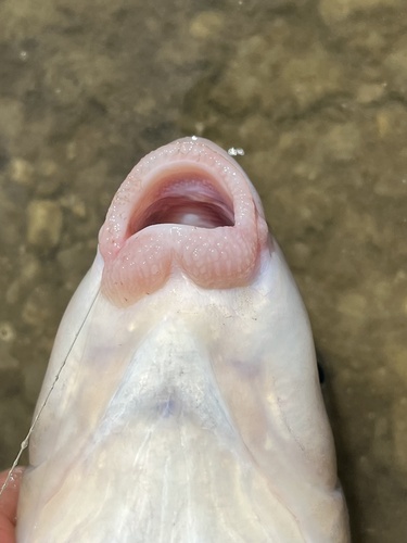 Utah Sucker