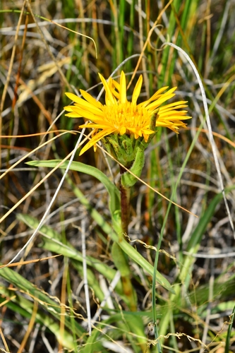 many-stemmed goldenweed (Pyrrocoma integrifolia)