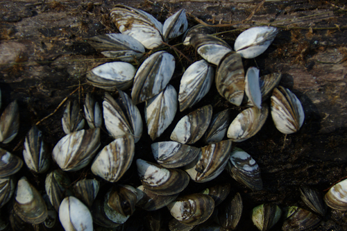 Zebra Mussel