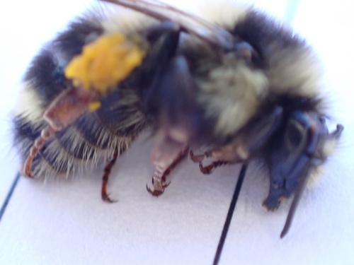 iNaturalist observation photo of Vancouver Bumble Bee