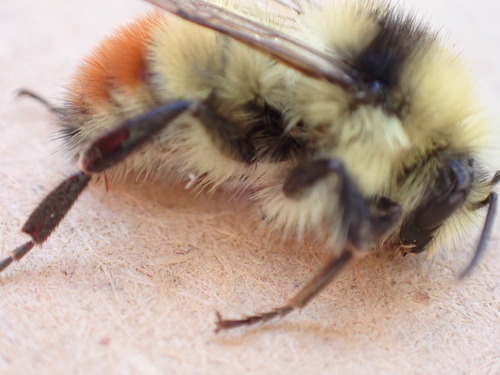 iNaturalist observation photo of Great Basin Bumble Bee