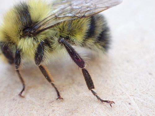 iNaturalist observation photo of Yellow-fronted Bumble Bee