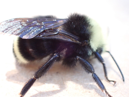 iNaturalist observation photo of Yellow-faced Bumble Bee