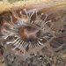 Warty Columned Anemone - Photo (c) Wendy Feltham, all rights reserved, uploaded by Wendy Feltham
