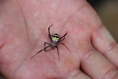 Kogane Spider