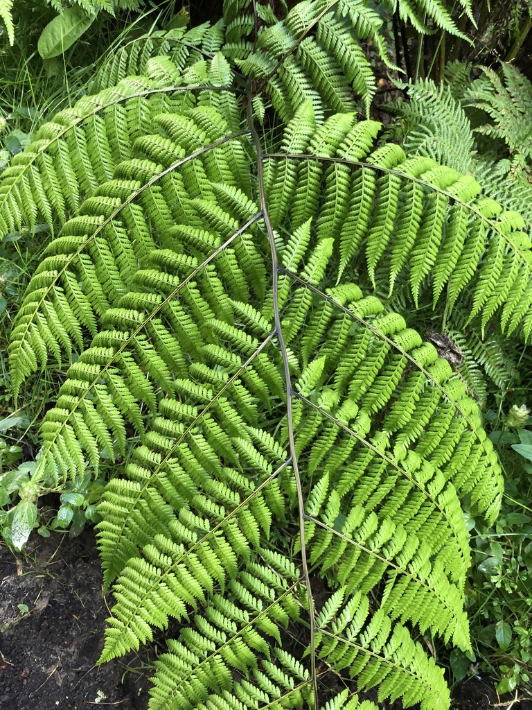 Diplazium caudatum (Diplazium caudatum)