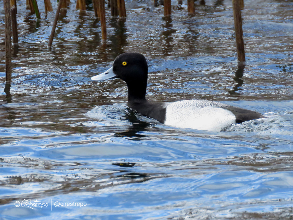 Lesser Scaup from Pasto, Nariño, Colombia on July 09, 2022 at 04:18 PM ...