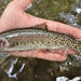 Rocky Mountain Cutthroat Trout - Photo (c) prickly_sculpin, all rights reserved, uploaded by prickly_sculpin